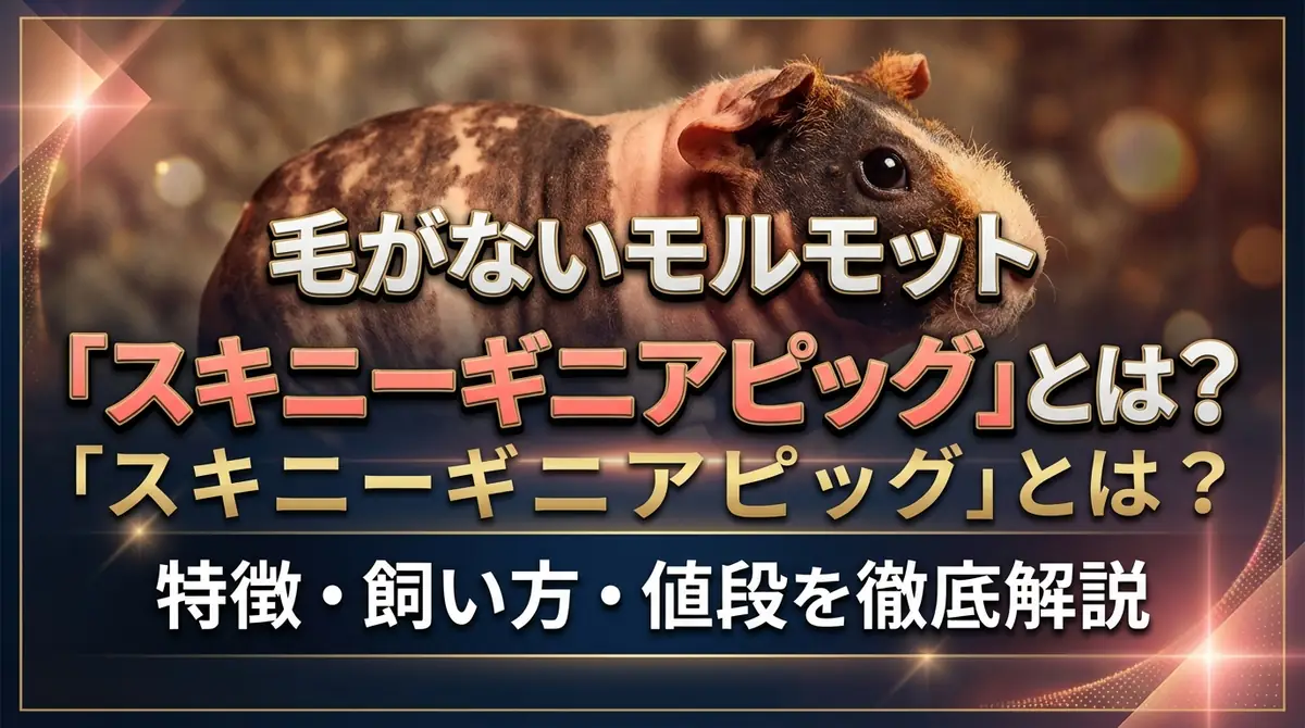 毛がないモルモット「スキニーギニアピッグ」とは?特徴・飼い方・値段を徹底解説