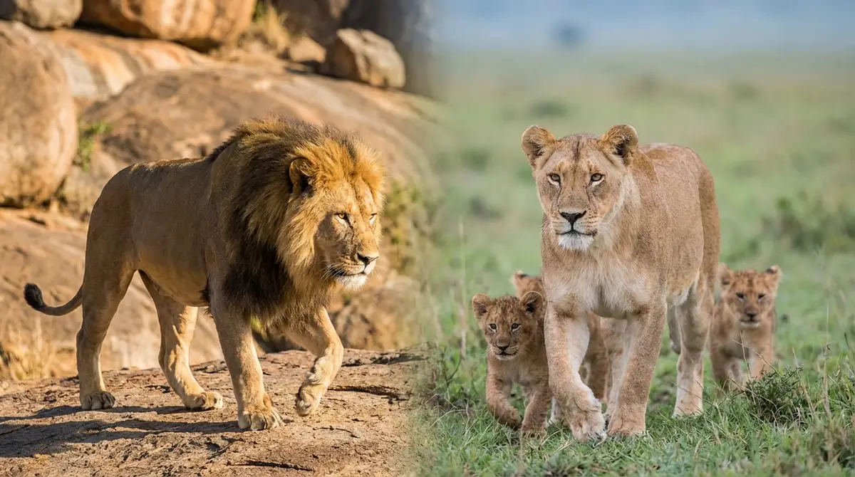 オス・メスで性格は違う?性別による傾向を解説