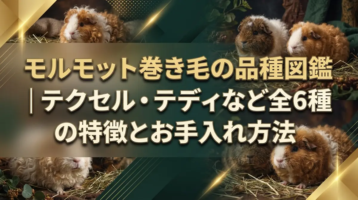 モルモット巻き毛の品種図鑑|テクセル・テディなど全6種の特徴とお手入れ方法