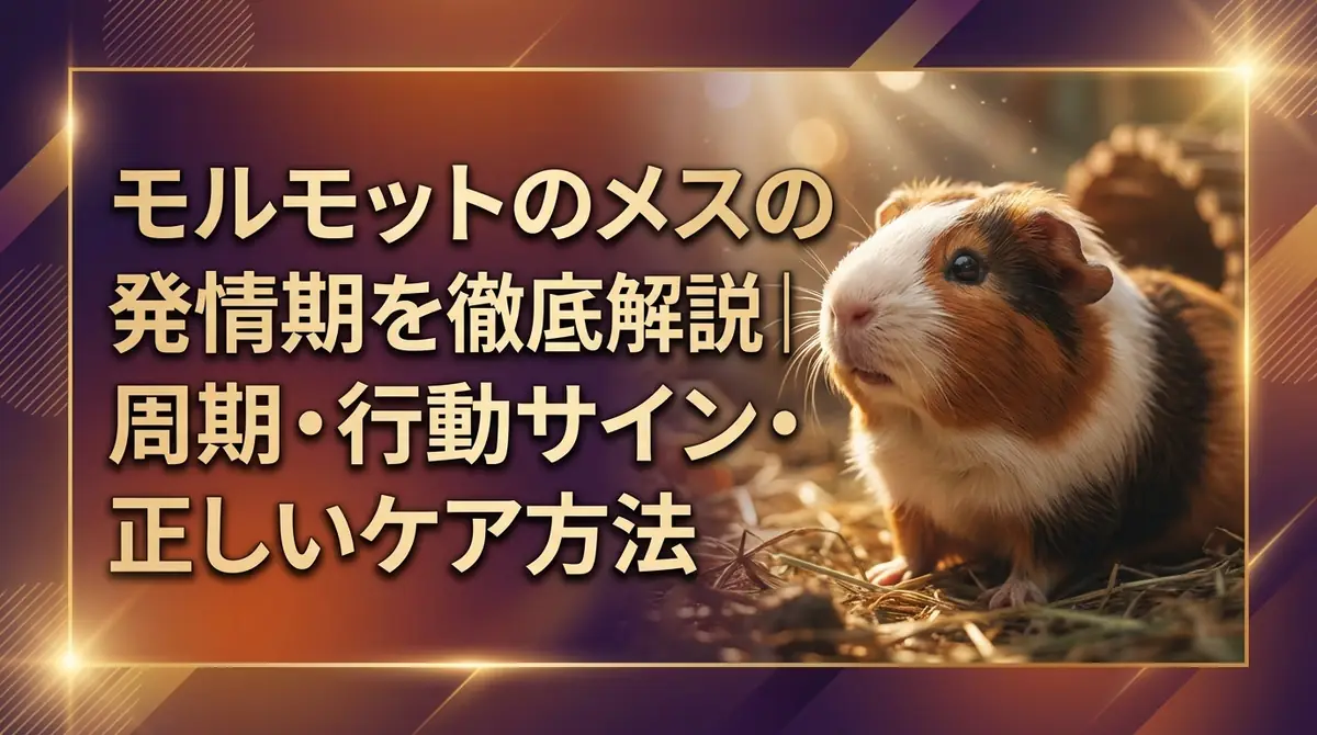 モルモットのメスの発情期を徹底解説|周期・行動サイン・正しいケア方法