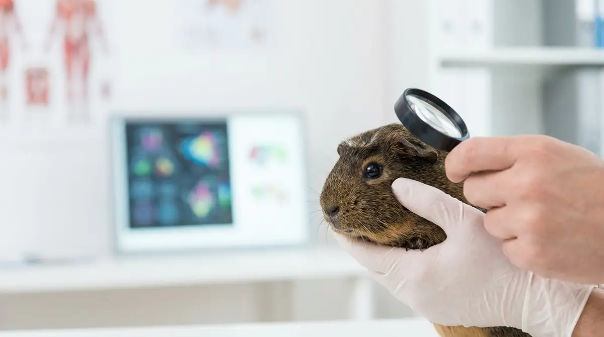 モルモットがかかりやすい目の病気7種類【一覧表付き】